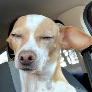 Meet your Posher, Janet